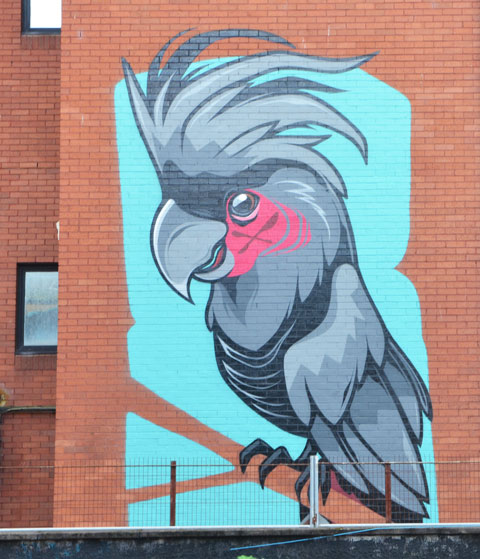 simple mural of a grey toned cockatoo with a pink patch on its face, on a turquise background 