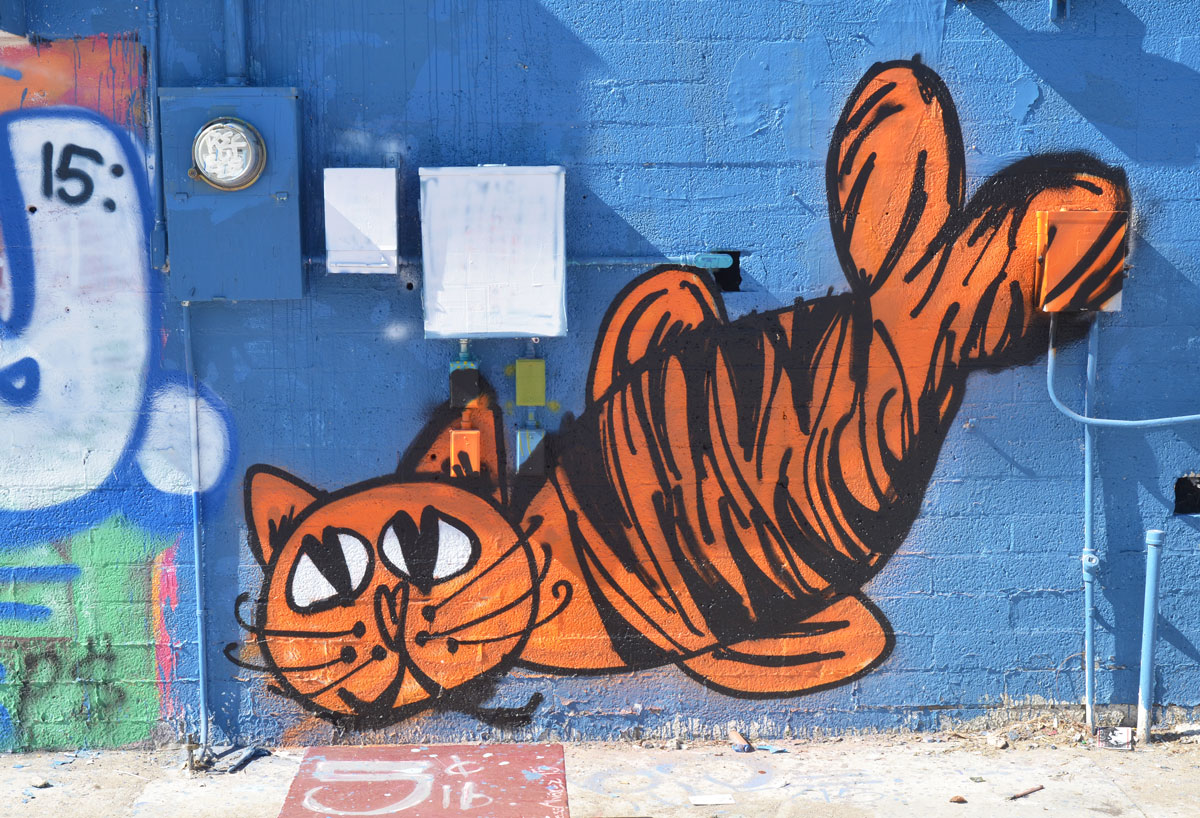 blog_coolidge_cat_blue