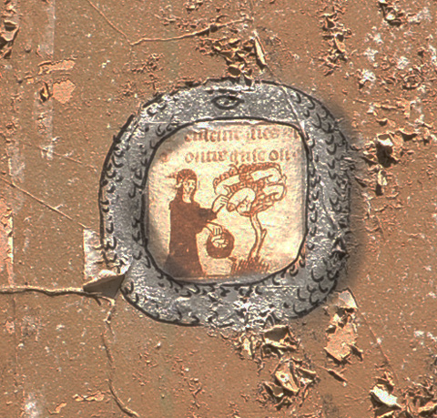very small print of a medieval drawing of a person picking penises off a small tree and putting them in a basket, displayed with other images on an exterior wall with peeling paint. 