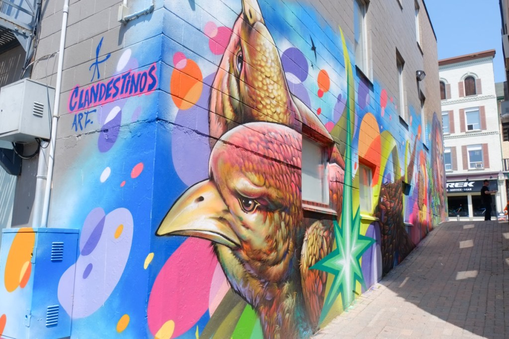 alley in town of Barrie, downtown, mural on one side, by clandestinos and shalak attack, two large birds, a green star, butterfly, and woman's portrait