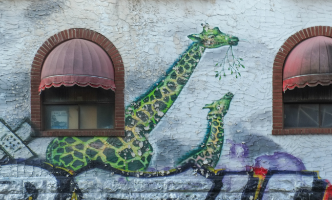 part of a mural of animals, 2 giraffes, on a wall with windows with circular tops