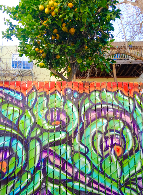 orange tree with lots of ripe fruit behind a fence covered with abstract street art