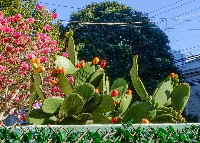 magnolia tree full of pink blossoms and a large prickly pear cactus plant