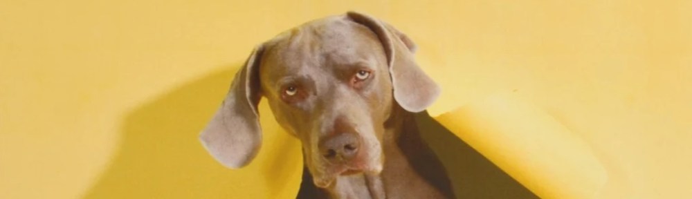 dog's head, brown dog on yellow background, part of a street art painting by William Wegman