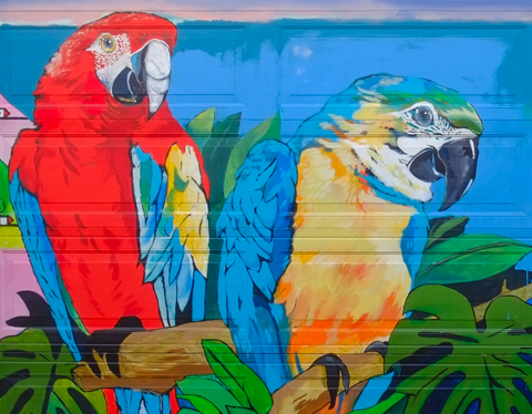 2 parrots in a mural by Dallas Hyatt