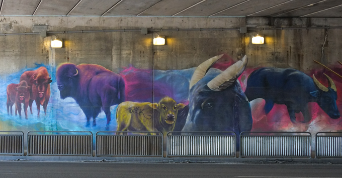 part of an animal themed mural by Nick Sweetman in Toronto,buffalo, bison, cows