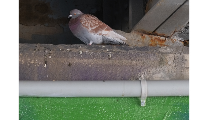 pigeon sitting under a bridge, up high